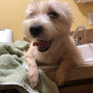 Meet your Posher, Carol